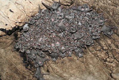 aves hematofagas
