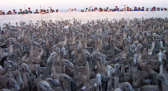 Cuadro de texto:    Pollos de Flamenco en la Laguna de Fuente de Piedra reunidos por los ornitólogos y voluntarios para ser anillados. ©Marcos Ferrández.  