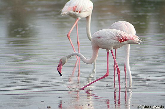 Cuadro de texto:    Flamencos en las Salinas de Santa Pola. ©Elías Gomis.    