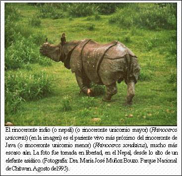 Cuadro de texto:    El rinoceronte indio (o nepalí) (o rinoceronte unicornio mayor) (Rhinoceros unicornis) (en la imagen) es el pariente vivo más próximo del rinoceronte de Java (o rinoceronte unicornio menor) (Rhinoceros sondaicus), mucho más escaso aún. La foto fue tomada en libertad, en el Nepal, desde lo alto de un elefante asiático. (Fotografía: Dra. María José Muñoz Bouzo. Parque Nacional de Chitwan. Agosto de1995).  
