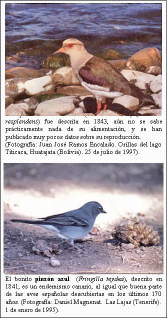 Cuadro de texto:    Aunque la avefría andina (o tero serrano) (Vanellus resplendens) fue descrita en 1843, aún no se sabe prácticamente nada de su alimentación, y se han publicado muy pocos datos sobre su reproducción.   (Fotografía: Juan José Ramos Encalado. Orillas del lago Titicaca, Huatajata (Bolivia). 25 de julio de 1997).         El bonito pinzón azul  (Fringilla teydea), descrito en 1841, es un endemismo canario, al igual que buena parte de las aves españolas descubiertas en los últimos 170 años. (Fotografía: Daniel Magnenat.  Las Lajas (Tenerife). 1 de enero de 1995).  