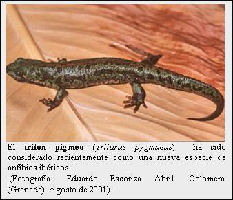 Cuadro de texto:    El tritón pigmeo (Triturus pygmaeus)  ha sido considerado recientemente como una nueva especie de anfibios ibéricos.    (Fotografía: Eduardo Escoriza Abril. Colomera (Granada). Agosto de 2001).  