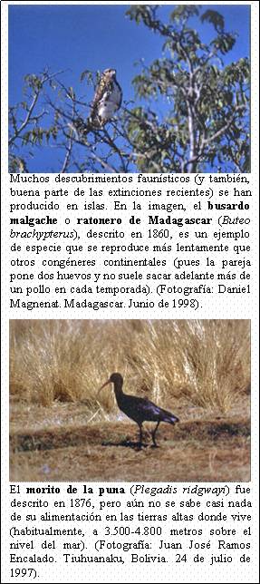 Cuadro de texto:    Muchos descubrimientos faunísticos (y también, buena parte de las extinciones recientes) se han producido en islas. En la imagen, el busardo malgache o ratonero de Madagascar (Buteo brachypterus), descrito en 1860, es un ejemplo de especie que se reproduce más lentamente que otros congéneres continentales (pues la pareja pone dos huevos y no suele sacar adelante más de un pollo en cada temporada). (Fotografía: Daniel Magnenat. Madagascar. Junio de 1998).       El morito de la puna (Plegadis ridgwayi) fue descrito en 1876, pero aún no se sabe casi nada de su alimentación en las tierras altas donde vive (habitualmente, a 3.500-4.800 metros sobre el nivel del mar). (Fotografía: Juan José Ramos Encalado. Tiuhuanaku, Bolivia. 24 de julio de 1997).     