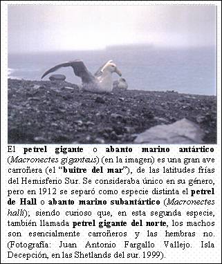 Cuadro de texto:    El petrel gigante o abanto marino antártico (Macronectes giganteus) (en la imagen) es una gran ave carroñera (el buitre del mar), de las latitudes frías del Hemisferio Sur. Se consideraba único en su género, pero en 1912 se separó como especie distinta el petrel de Hall o abanto marino subantártico (Macronectes halli); siendo curioso que, en esta segunda especie, también llamada petrel gigante del norte, los machos son esencialmente carroñeros y las hembras no. (Fotografía: Juan Antonio Fargallo Vallejo. Isla Decepción, en las Shetlands del sur. 1999).    