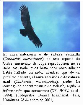 Cuadro de texto:    El aura sabanera o de cabeza amarilla (Cathartes burrovianus) es una especie de buitre americano de cuya reproducción no se sabe casi nada, pues hasta hace poco sólo se había hallado un nido; mientras que de un próximo pariente, el aura selvática o de cabeza azul (Cathartes melambrotos), nadie ha conseguido encontrar un nido todavía, según la información que conocemos (DEL HOYO et al., 1994). (Fotografía: Daniel Magnenat. Tela, Honduras. 28 de enero de 2001).  