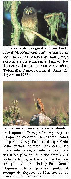 Cuadro de texto:    La lechuza de Tengmalm o mochuelo boreal (Aegolius funereus)  es una rapaz nocturna de los bosques del norte, cuya existencia en España (en el Pirineo) fue descubierta hace sólo unos treinta años. (Fotografía: Daniel Magnenat. Suiza. 28 de junio de 1983).       La presencia permanente de la alondra de Dupont (Chersophilus duponti) en Europa (en concreto, en bastantes zonas esteparias de España) pasó desapercibida hasta fechas bastante recientes. Este interesante pájaro, amante de áreas casi desérticas y conocido mucho antes en el norte de África, es bastante más fácil de oír que de ver. (Fotografía: Daniel Magnenat. Altos páramos junto al Refugio de Rapaces de Montejo. 20 de mayo de 1995. D. 3.165).    