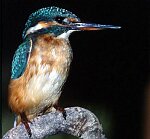 MARTIN PESCADOR (Alcedo Atthis)