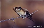 GOLONDRINA DAURICA (Hirundo Daurica)