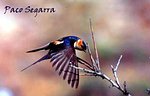 GOLONDRINA DAURICA (Hirundo Daurica)