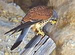 GOLONDRINA DAURICA (Hirundo Daurica)