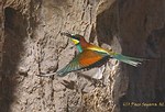 GOLONDRINA DAURICA (Hirundo Daurica)