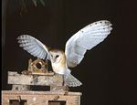 GOLONDRINA DAURICA (Hirundo Daurica)